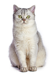 Obraz premium Gray British Shorthair. Cat, 8 months old, sitting in front, isolated on white background.