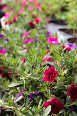 Calibrachoa Parviflora