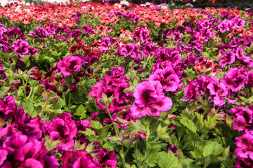 Fototapeta premium Pink Geranium