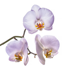 Fototapeta na wymiar White orchid isolated