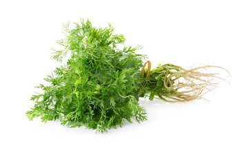 Bunch of fresh coriander leaves over white background