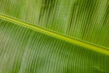 Banana leaf texture background.