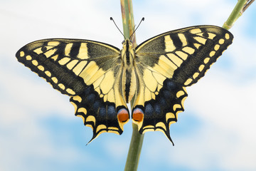 Swallowtail Butterfly