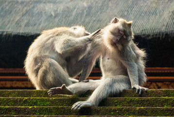 Naklejka premium Two macaques grooming each other, in the Monkey Forrest Sanctuary, Ubud, Bali, Indonesia.