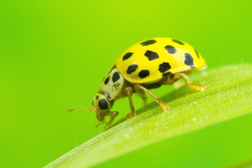 22-spot ladybird, a very tiny, approximately 4mm long, much smaller than the common 7-spot.