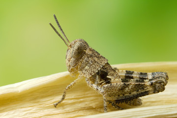 Juvenile grasshopper: Life-size magnification .