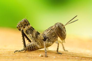 Juvenile grasshopper: Life-size magnification .