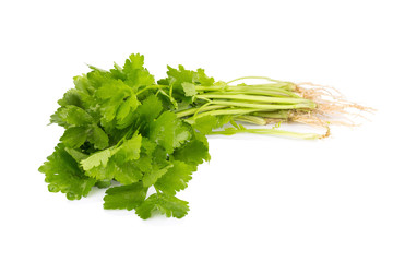 Coriander bunch isolated on white