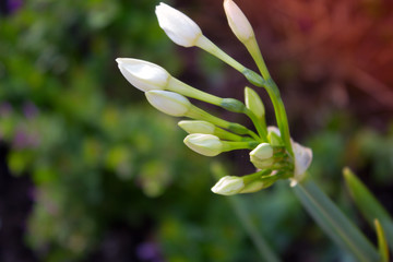 Fototapeta premium white flowers on the background of green grass