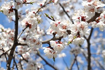 Beautiful spring blossom 