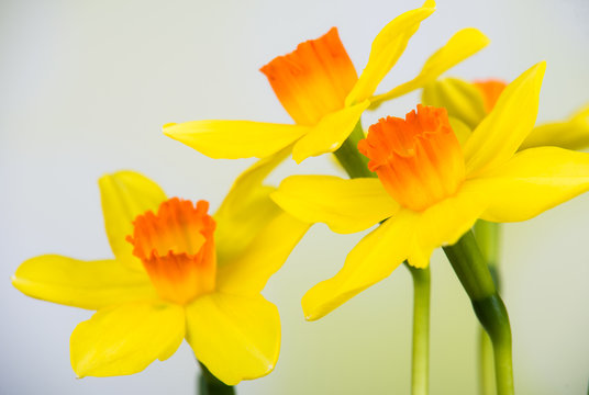 vier bl&uuml;hnede osterblumen
