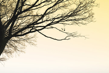 Winter tree at sunset.