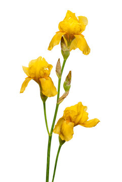 Yellow irish flower