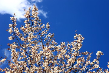 春が来た　鵜戸の山桜　そのⅢ