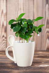 Coffee plant seedlings in a mug