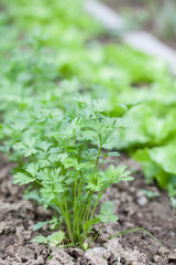 Flat parsley in a garden bed