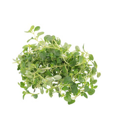 thyme plant on white background