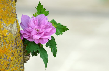 Ibisco lilla - HIBISCUS SYRIACUS LAVENDER