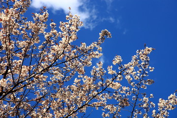 春が来た　鵜戸の山桜　そのⅡ