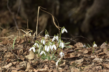 Snowdrops (Galanthus nivalis) in a floodplain forest