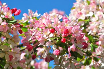Beautiful spring blossom tree