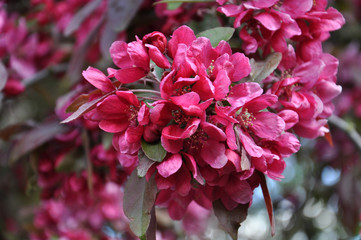 Beautiful spring blossom tree