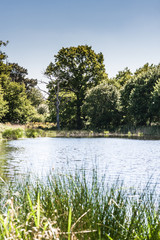 Big, beautiful, old oak forest. Chambord, France.