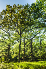 Fototapeta na wymiar Big, beautiful, old oak forest. Chambord, France.
