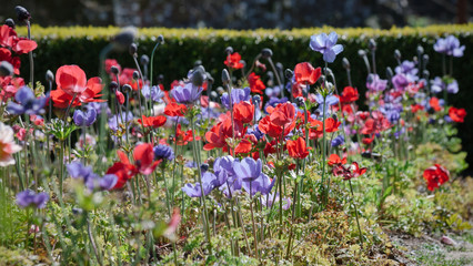 Red and purple poppies in border with hedgerow