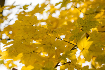 Detail of shining beautiful yellow autumn leaves 