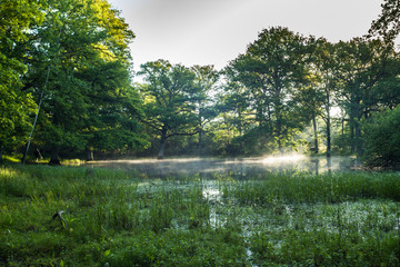 Big, beautiful, old oak forest. Chambord, France.