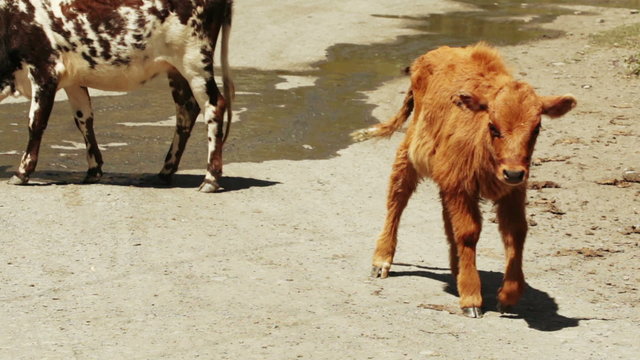 Cow on city street