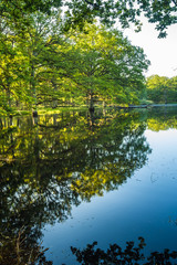 Big, beautiful, old oak forest. Chambord, France.