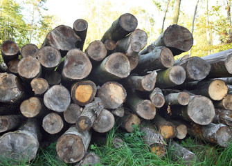 pile of wood, stack of tree trunks in an autumn forest
