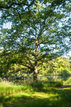 Big, beautiful, old oak forest. Chambord, France.