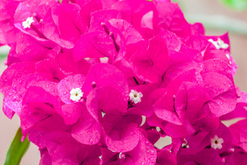  fleurs roses de bougainvillée