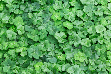 Three-Leaf Clover