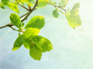 Spring new leaf