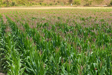 Obraz premium Corn field