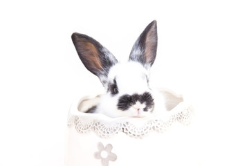 Cute rabbit in Easter egg