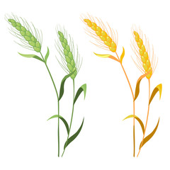 Ears of wheat in green and gold