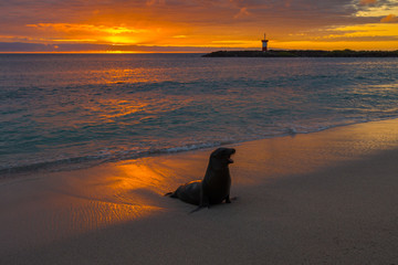 Fototapeta premium Baby fur seal at Punta Carola, Galapagos islands (Ecuador) 
