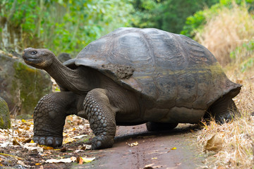 Naklejka premium Giant tortoise in El Chato Tortoise Reserve, Galapagos islands (Ecuador) 