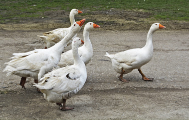 Domestic geese