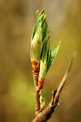 bud, plant