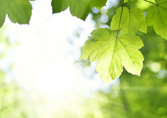 Mountain maple leaves and copy space. Selective focus on the foreground, nature background with foliagé and sun in springtime. Fresh tree leaves, nature frame.