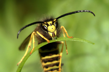 Paper wasp drinking water