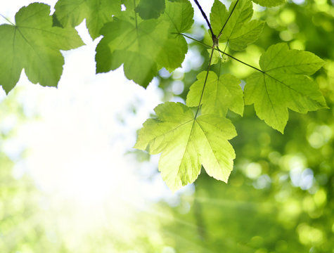 Mountain maple leaves and copy space. Selective focus on the foreground, nature background with foliagé and sun in springtime. Fresh tree leaves, nature frame.