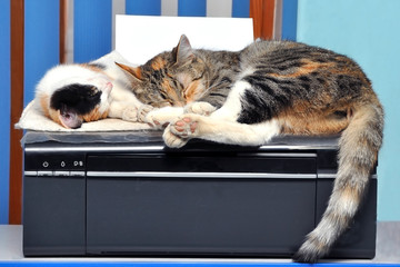 Tri-color cats dreams colored dreams on a color printer
