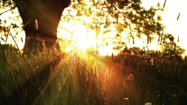 Sunset Under An Old Oak Tree In Pretty Meadow Deep In The British Countryside
